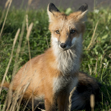 Close-up of Red Fox (Vulpes vulpes), Green Gables, Prince Edward
