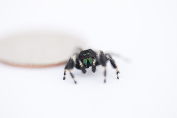 Hairy Spider Next To A Quarter