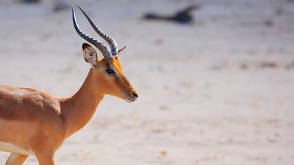 Impala in Chobe National Park