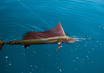 Big Trophy Sailfish caught on a fishing line in Sea of Cortez