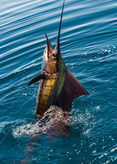 Sailfish on a fishing line in Sea of Cortez - 122890912