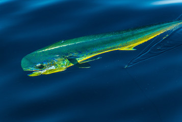 Dorado on fishing line caught in Sea of Cortez Baja Mexico