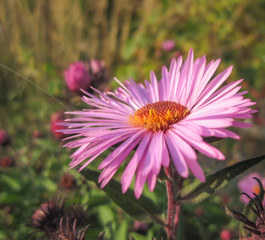 Beautiful pink autumn flowers among green plants/Beautiful pink autumn flowers among green plants
