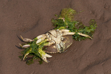 Dead crab on the beach, Victoria, Prince Edward Island, Canada