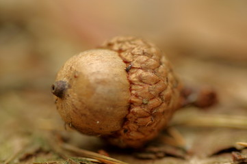Żołądź.  © boguslavus
