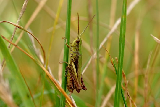 Pasikonik Images Browse 132 Stock Photos, Vectors, and Video Adobe