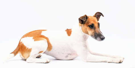 fox terrier, pedigree dog lying on a white background