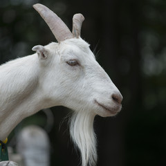 Fototapeta premium Close-up of a goat, Charlottetown, Prince Edward Island, Canada