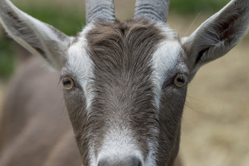 Close-up of a goat, Charlottetown, Prince Edward Island, Canada