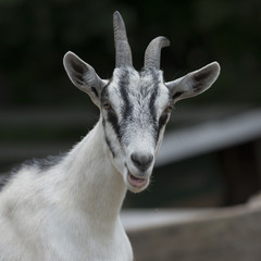 Close-up of a goat, Charlottetown, Prince Edward Island, Canada