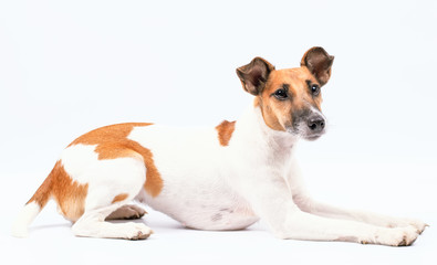 terrier, dog is lying on a white background