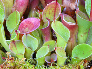 Carnivorous plant Heliamphora