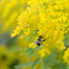 Honeybee on yellow flowers, North Rustico, Prince Edward Island,