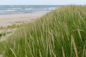 Grass on the beach, York Point, Prince Edward Island, Canada