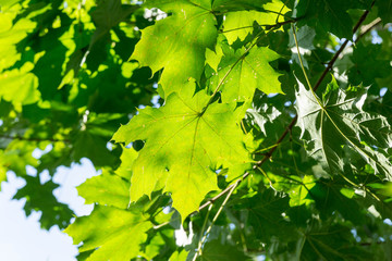 Gr&uuml;nes Ahornblatt im Gegenlicht