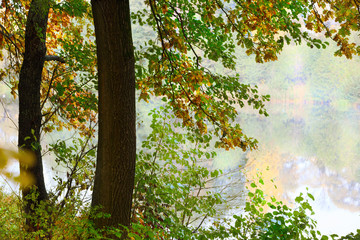Obraz premium misty morning in the forest
