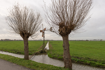 Pollard willows with rusty windmill