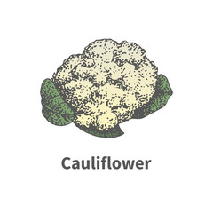 Hand-drawn ripe head of cauliflower