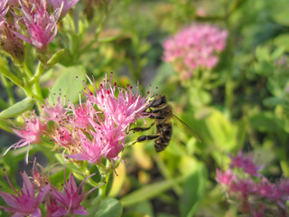 Beautiful pink garden flowers in the sunset light and bee/Beautiful pink garden flowers in the sunset light and bee