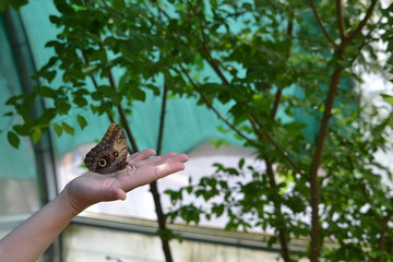 touch down butterfly on hand man in the summer