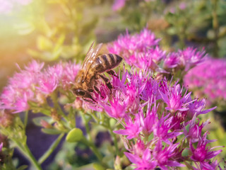 Beautiful pink garden flowers in the sunset light and bee/Beautiful pink garden flowers in the sunset light and bee