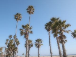 Obraz premium Palm Trees