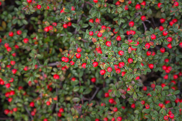 autumn berries on ornamental shrubs. selective sharpness
