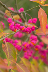 autumn berries on an ornamental shrub without focusing point. blurred image with bright colors