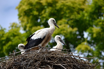 a group of storks sitting in a nest high above the ground