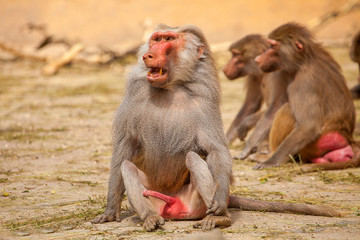 Naklejka premium Affengeil