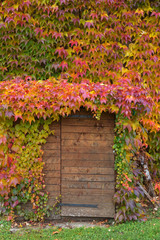 Fototapeta na wymiar arch over the wooden door of the vine leaves of different colors. decorative grapes in autumn. colors of autumn.