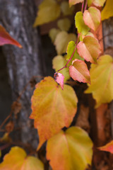 autumn wildflowers. nature autumn in Europe.