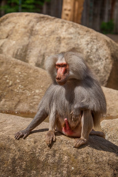 Affengeil