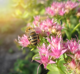 Beautiful pink garden flowers in the sunset light and bee/Beautiful pink garden flowers in the sunset light and bee