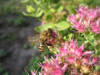 Beautiful pink garden flowers in the sunset light and bee/Beautiful pink garden flowers in the sunset light and bee