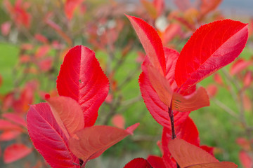 Fototapeta premium autumn wildflowers. nature autumn in Europe.