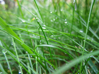 Raindrops on the green grass/Raindrops on the green grass