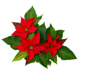 Flowers of red poinsettia (Euphorbia pulcherrima) with space for text on white background. Flat lay