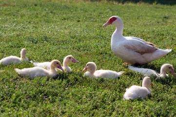 Silent duck (Cairina moschata)
