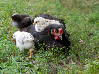 The brooding chicks.