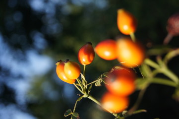 wild rose (Rosa Canina) berry