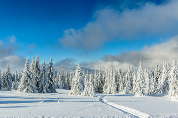 Snowy winter in mountains