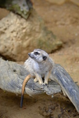 Meerkat sits and looks ahead at ine meerkats