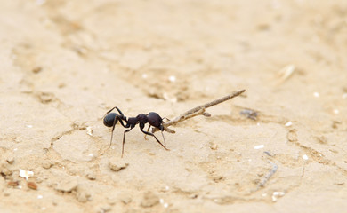 Working ant