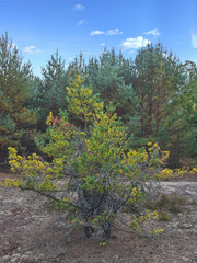 Beautiful pine trees, forest glade and cloudy blue sky/Beautiful pine trees, forest glade and cloudy blue sky