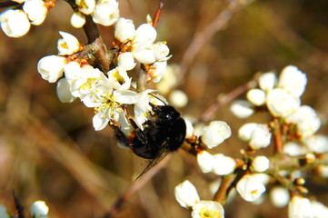 Hummel im Frühling auf einer Schwarzdornblüte Makro
