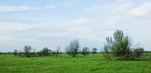 steppe and trees