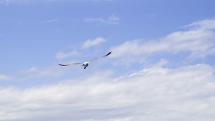Flying seagull