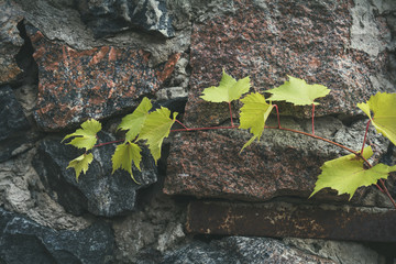 Young branch of grapes on a background of stone granite wall. Coloring and processing photos in vintage style