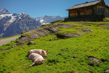 Pigs in an Alpine meadow with mountains in snow in background. Jungfrau region, Switzerland